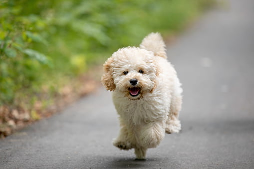 maltipoo traşı ve bakımı