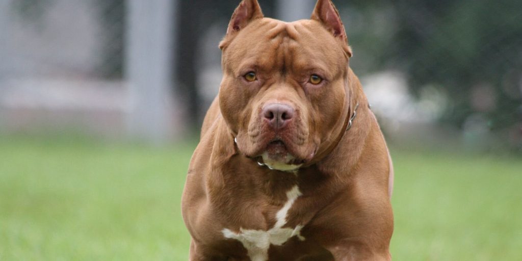 pitbull traşı ve bakımı