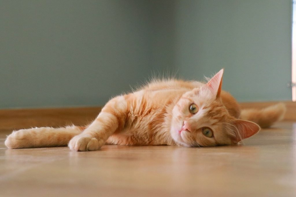 sarman kedi traşı ve bakımı
