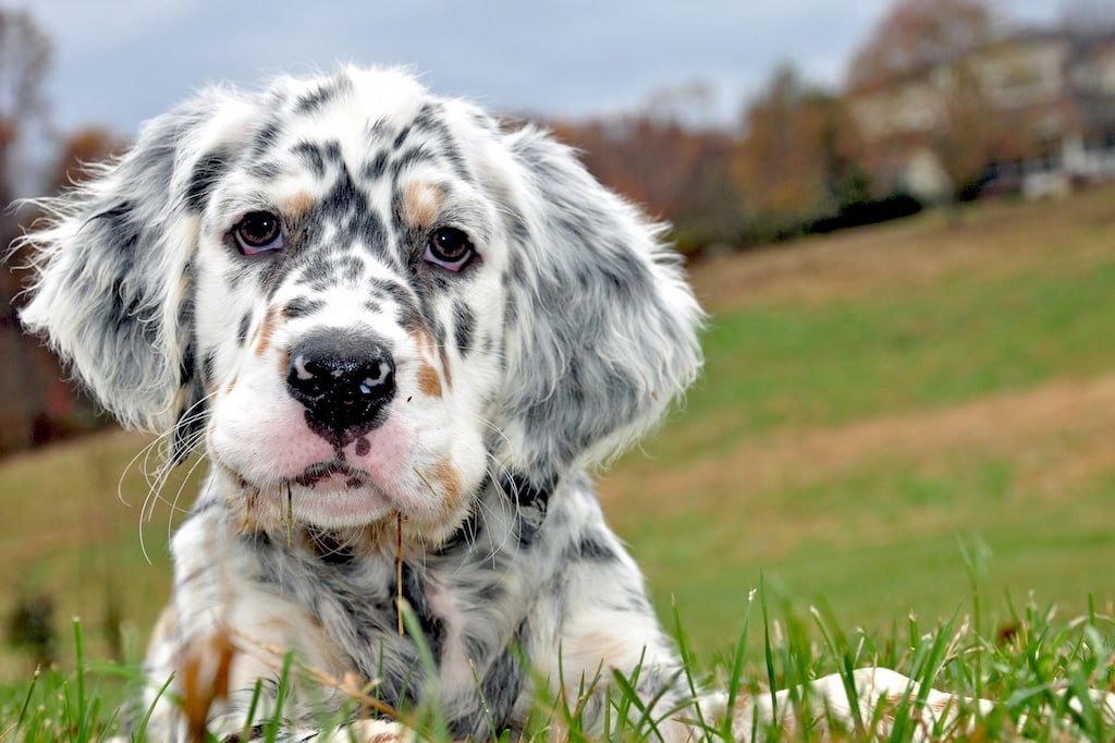 setter traşı ve bakımı