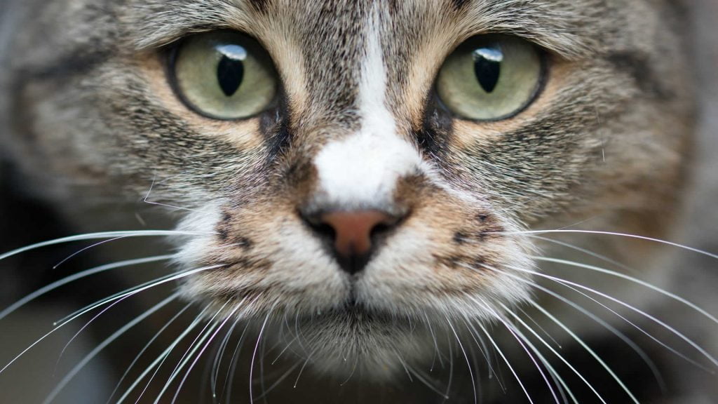 tekir kedi traşı ve bakımı