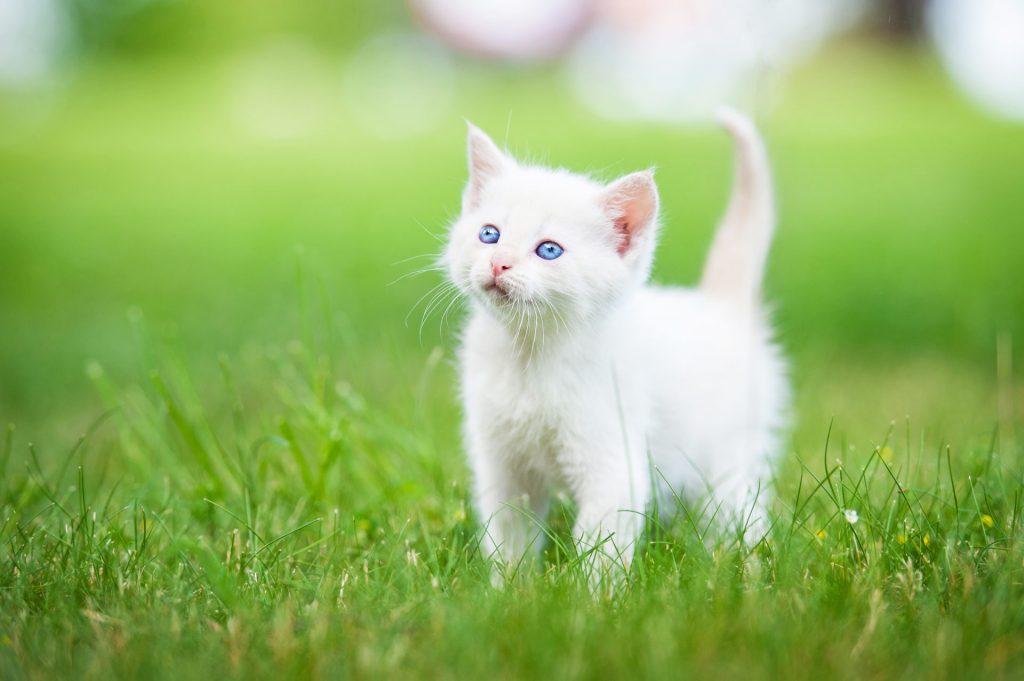 yavru kedi traşı ve bakımı