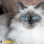 Himalayan kedisi traş modelleri
