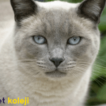 Himalayan kedisi traş modelleri