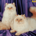 Himalayan kedisi traş modelleri