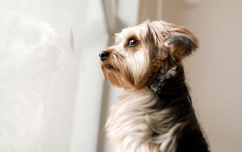 Köpeklerin Tüyleri Ne Zaman Kesilir