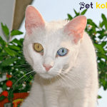 Van kedisi traş modelleri