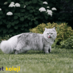 british longhair traş modelleri