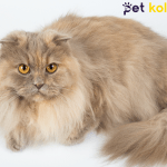 british longhair traş modelleri