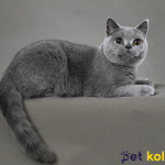 british shorthair traş modelleri