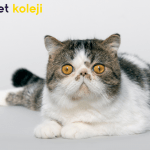 exotic shorthair traş modelleri