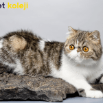 exotic shorthair traş modelleri