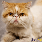 exotic shorthair traş modelleri