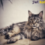 maine coon traş modelleri
