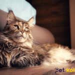maine coon traş modelleri