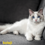 ragdoll kedisi traş modelleri