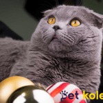 scottish fold traş modelleri