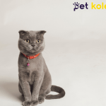 scottish fold traş modelleri
