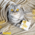 scottish fold traş modelleri