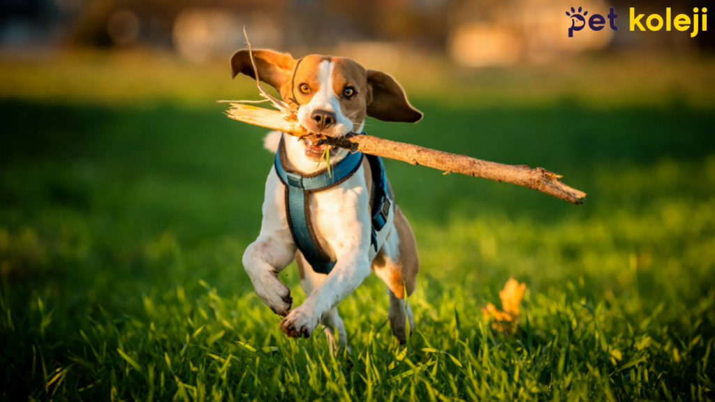 Beagle Traşı ve Bakımı