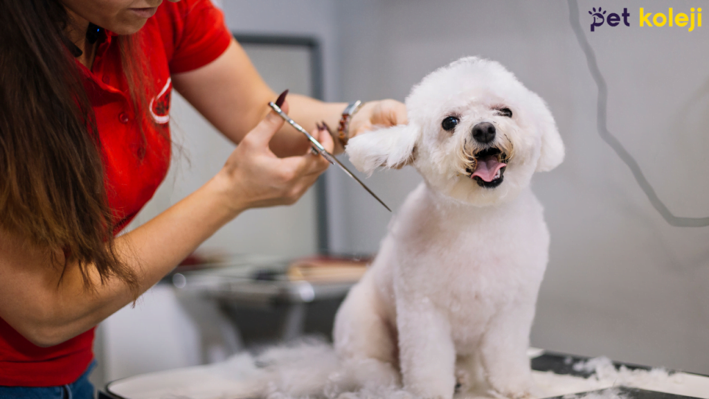 Tıraş Olan Köpek Psikolojisi