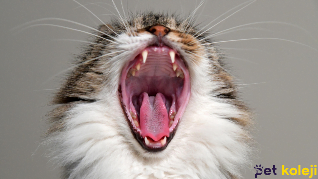 kedi tüy dökülmesi