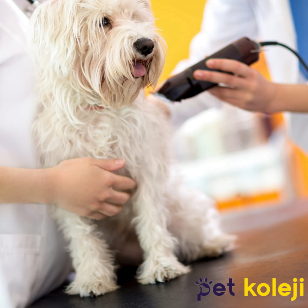 köpek traş makinesi