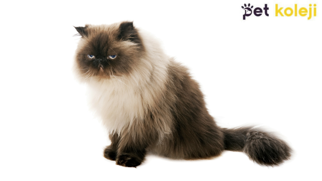 Himalayan Kedisi Traşı ve Bakımı