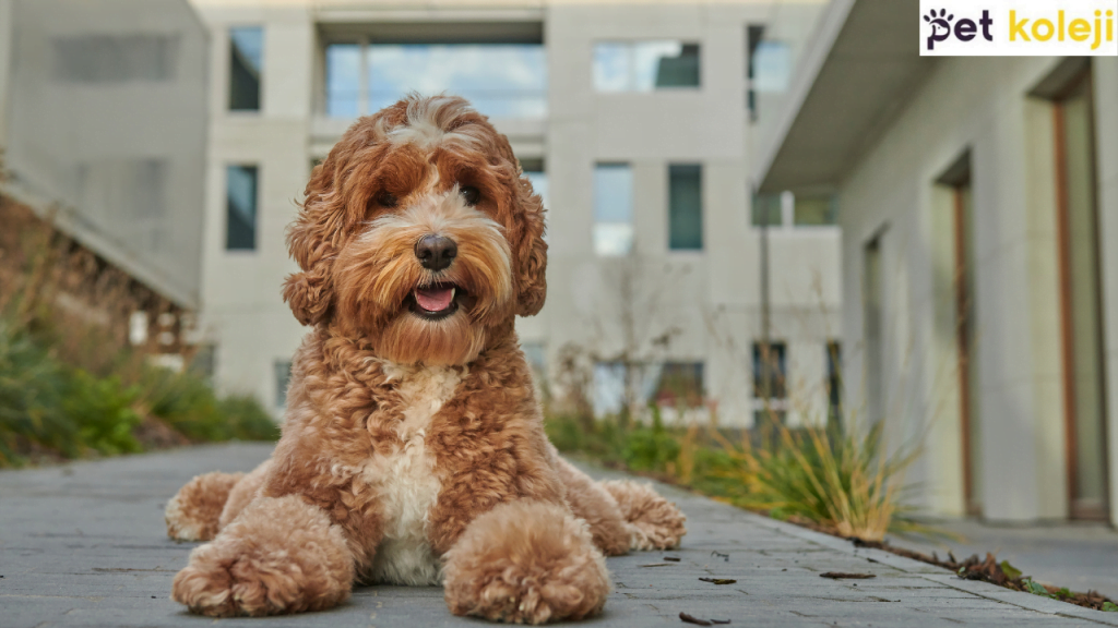 Labradoodle Traşı ve Bakımı