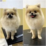 pomeranian boo makas tıraşı modelleri