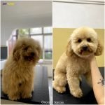 toy poodle makas tıraşı modelleri