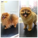 Pomeranian Traş Modelleri