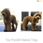 Toy Poodle Tıraş Modelleri