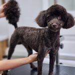 toy poodle tıraşı