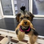 yorkshire terrier tıraşı modelleri