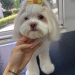 Morkie Traşı ve Modelleri