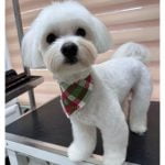 maltese terrier tıraşı modelleri